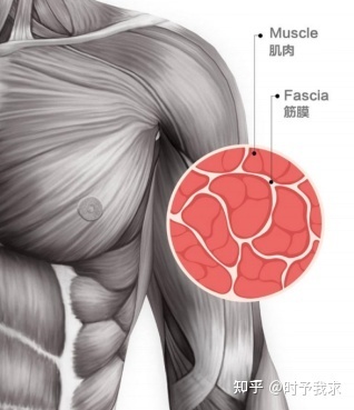筋膜槍 值得入手的放松神器，還是華而不實(shí)的健身泡沫？