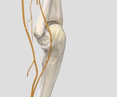 筋膜槍 健身圈的“放松神器”，是智商稅還是科學工具？