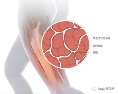 放松解壓好助手 麥瑞克超感知筋膜槍EVO深度使用體驗(yàn)