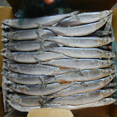 冷凍粗加工水產品——秋刀魚現正出售