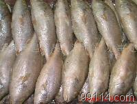 白菇魚 從深海到餐桌的鮮味密碼與產業轉型之道