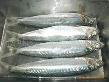 沙丁魚片加工與批發 冷凍技術助力供應鏈整合——阿里巴巴平臺水產品貿易新態勢