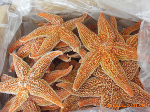 海參島冷凍粗加工海星 大連特產(chǎn)，批發(fā)市場新選擇
