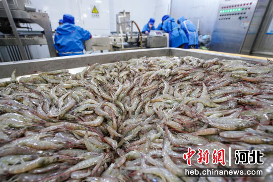 冷凍對蝦加工忙 河北灤南水產品冷凍加工產業的新春圖景