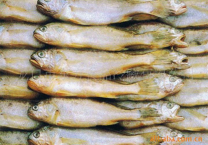冷凍水產品加工 從海洋到餐桌的鮮美鎖存術