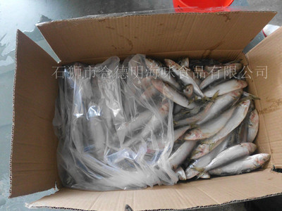 從深海到全球餐桌——解密合德明海味的高效水產品冷凍加工全鏈路