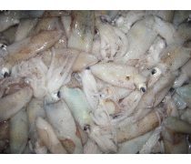 筆管魚熱賣促銷 水產品冷凍加工的品質與市場策略